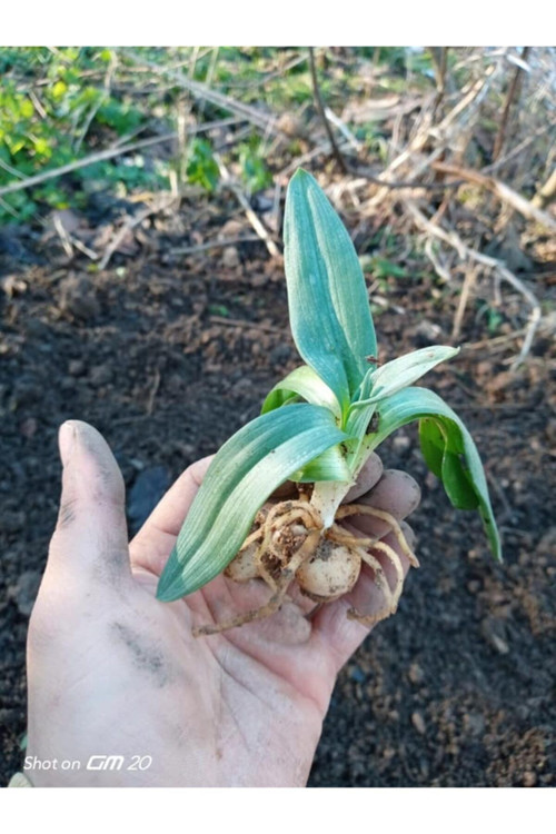 Doğal Salep Fidesi (20 Adet)