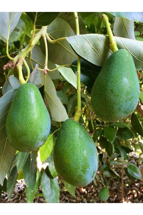 Avokado Fidanı Tüplü Aşılı