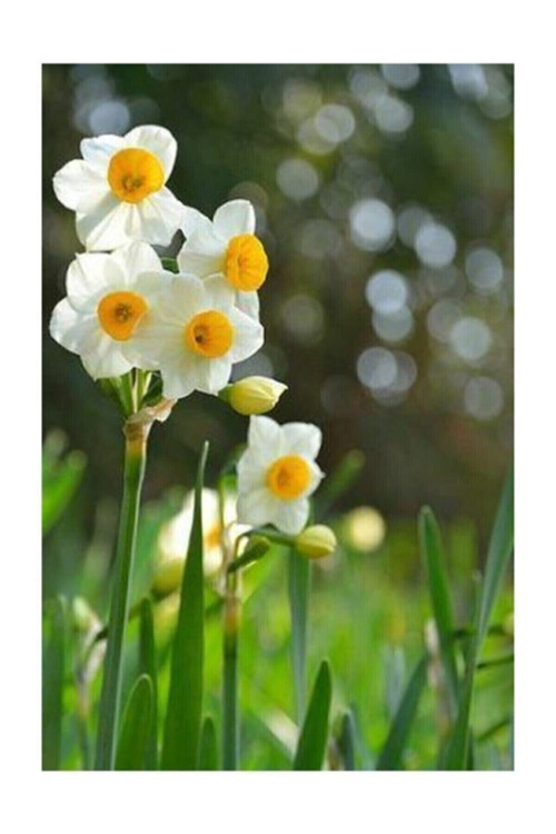 Nergiz Tohumu 5 Adet Tohum Nergis Çiçeği Tohumu Çiçek Tohumu