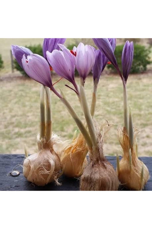 İran Safran Soğanı 50 Adet