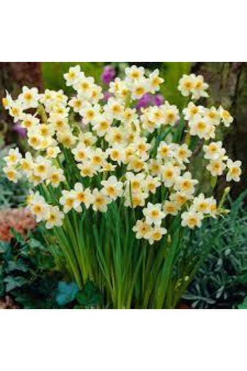 Meşhur Karaburun Nergiz Soğanı 5 Adet