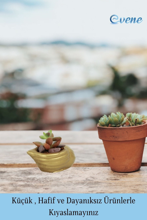 Mini Çiçek Saksı Küçük Sukulent Siyah Kaktüs Saksısı Mini Deniz Salyangozu Model