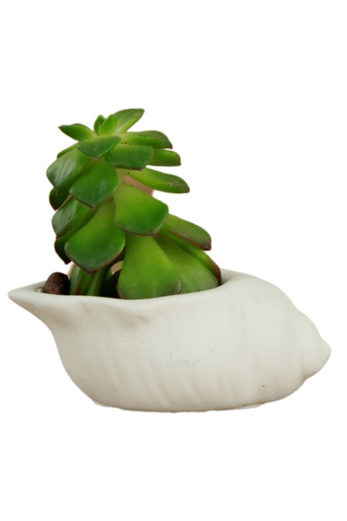 Mini Çiçek Saksı Küçük Sukulent Siyah Kaktüs Saksısı Mini Deniz Salyangozu Model