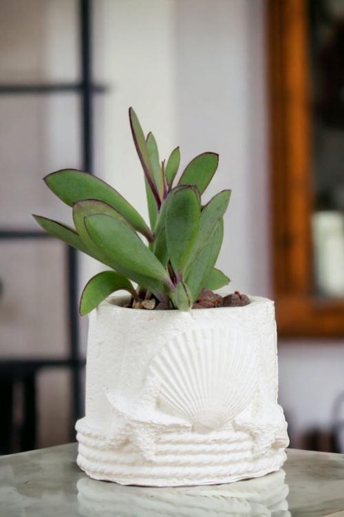 Premium Saksı Minyatür Dekoratif Kaktüs Sukulent Saksısı Model 5