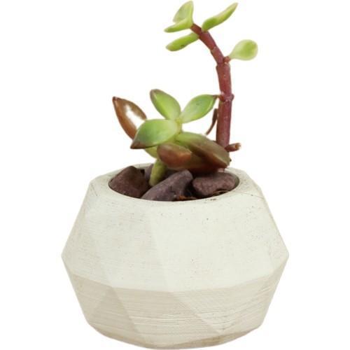 Dekoratif Saksı Minik Kaktüs Saksısı Dönen Poly Model