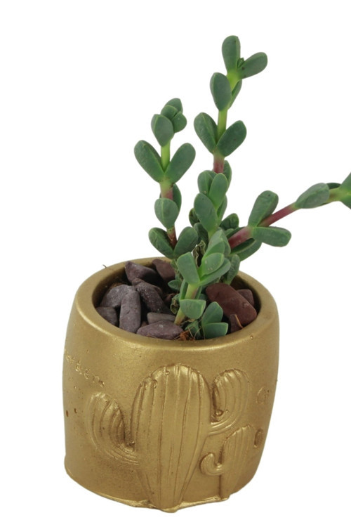 Dekoratif Saksı Minik Kaktüs Saksısı Altın Renk 1 Adet Kaktüs Desenli Model