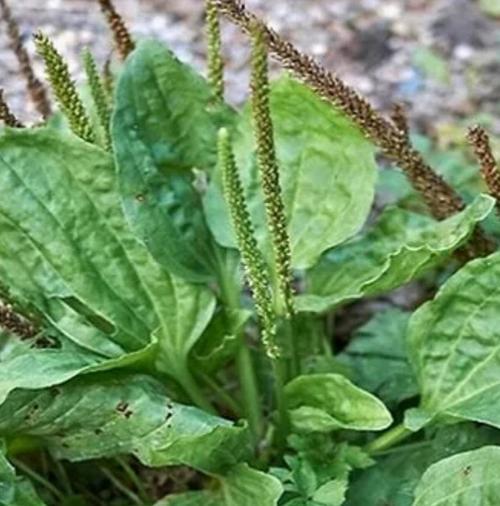 10 Adet Organik Yabani Sinir Damar Otu Tohumu + 10 Adet Hediye Karışık Renk Gül Tohumu