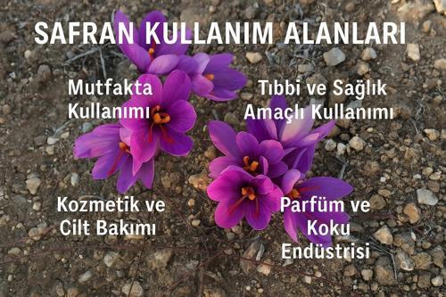 Crocus  Safran Çiçek Soğanı Mor Renk 10 Adet