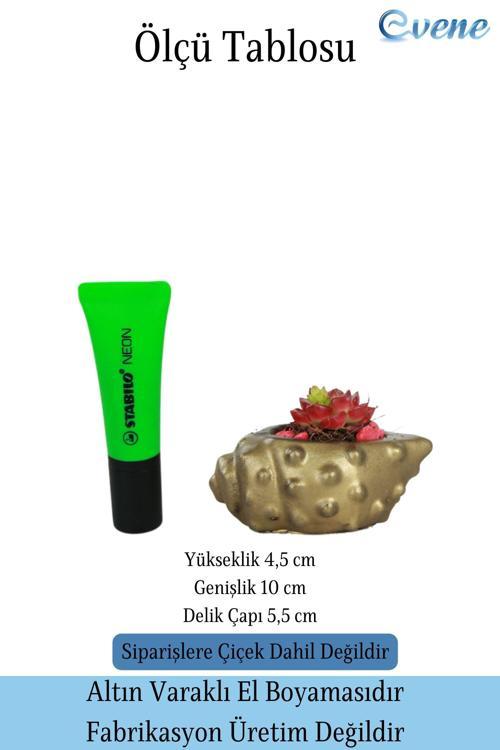 Mini Çiçek Saksısı Küçük Sukulent Siyah Kaktüs Saksı Deniz Kabuğu Model