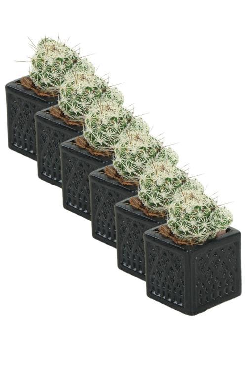 El Yapımı Saksı Seti Beyaz Dekoratif 6 Adet Saksı Küçük Boy Model 26