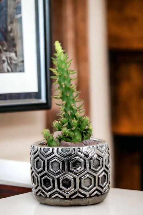 Premium Saksı Minyatür Dekoratif Kaktüs Sukulent Saksısı Model 2