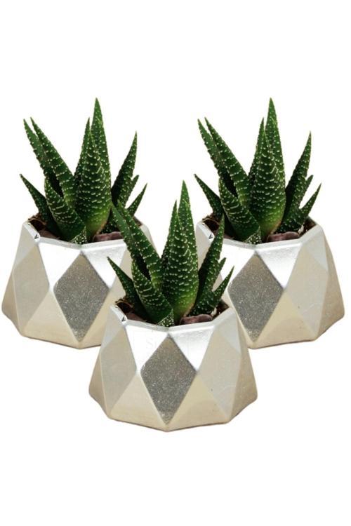 Dekoratif Saksı Minik Kaktüs Saksısı Beyaz Renk 3 Adet Saksı Seti Mini Poly 1 Model