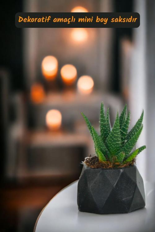 Premium Saksı Minyatür Dekoratif Kaktüs Sukulent Saksısı Model 7