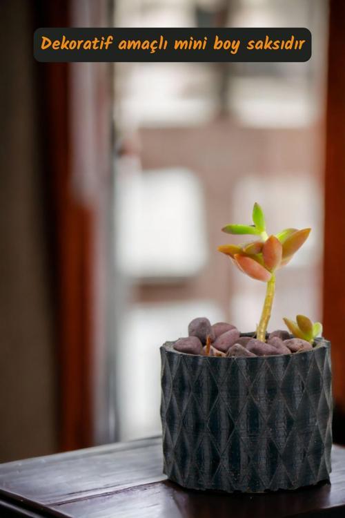 Premium Saksı Minyatür Dekoratif Kaktüs Sukulent Saksısı Model 16