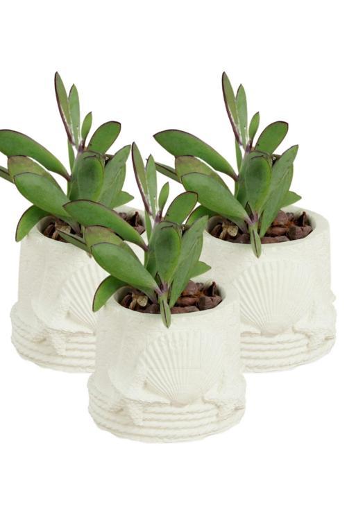 Dekoratif Saksı Minik Kaktüs Saksısı Beyaz Renk 3 Adet Saksı Seti Deniz Ürünlü Model