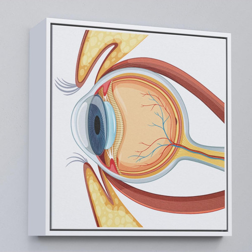 Çerçeveli Göz Anatomizi Tablosu - Göz Doktoru Hediyesi-8367