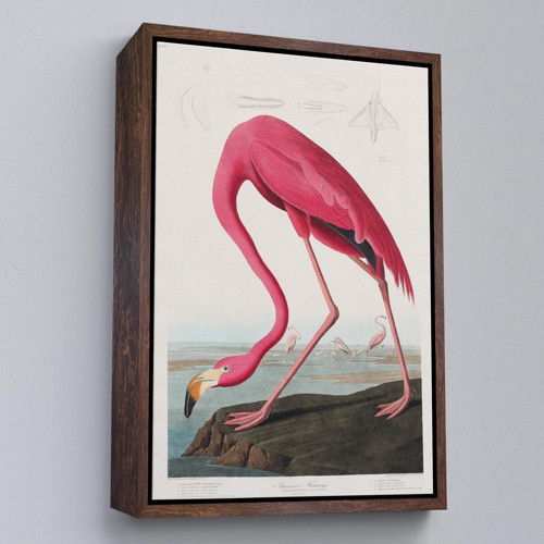 Çerçeveli John James Audubon - Amerikan Flamingo Tablosu-7301