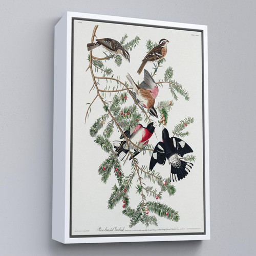 Çerçeveli John James Audubon - Gül Göğüslü Kocabaş Tablo - Rose-Breasted Grosbeak-8043