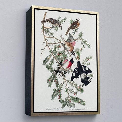 Çerçeveli John James Audubon - Gül Göğüslü Kocabaş Tablo - Rose-Breasted Grosbeak-8043