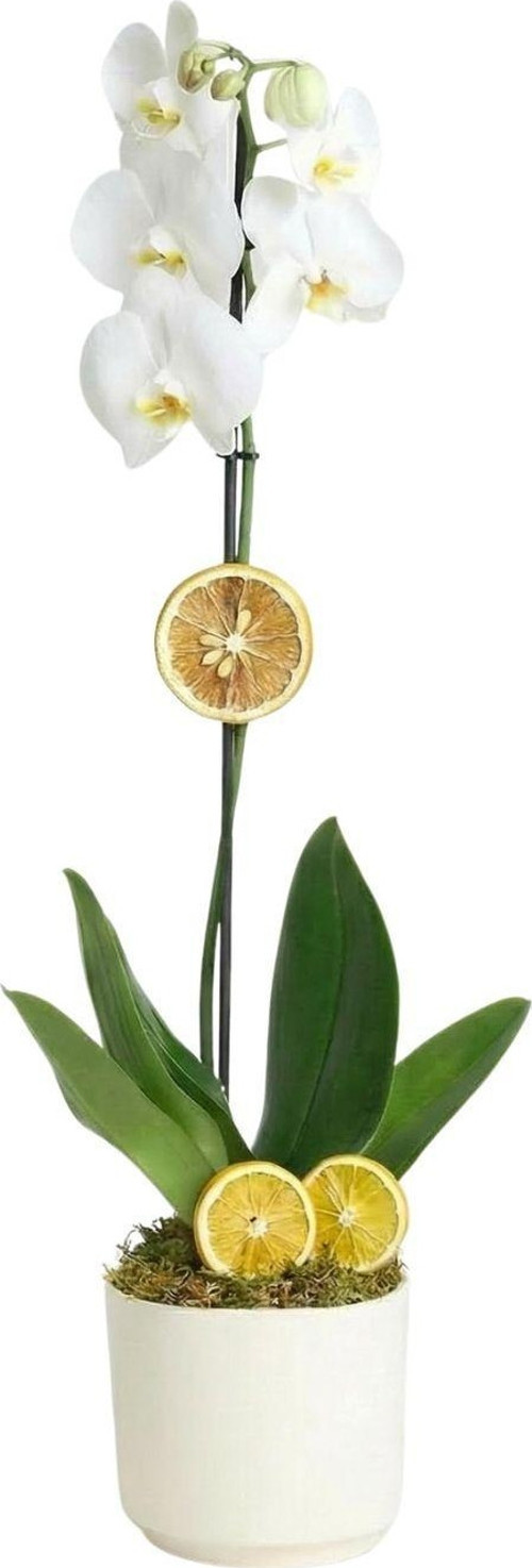 Lemon İce Orkide