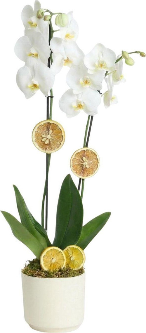 Lemon Ice 2 Dal Beyaz Orkide