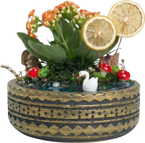 Turuncu Kalanşo Teraryum