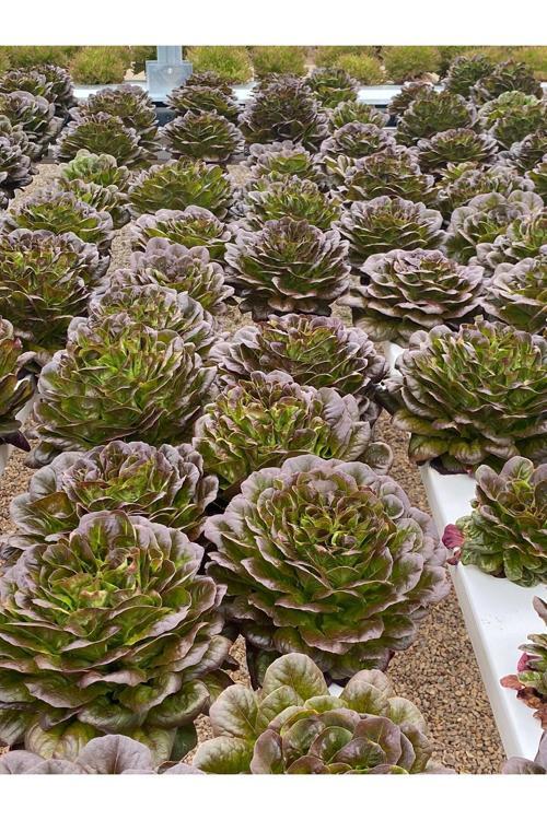 Kırmızı Gül(Rubagio) Marul Tohumu 1 Kutu(5000 Adet)