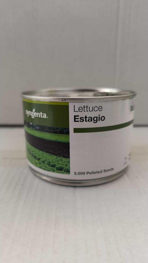 Kırmızı Palamut(Estagio) Marul Tohumu 1 Kutu(5000 Adet)