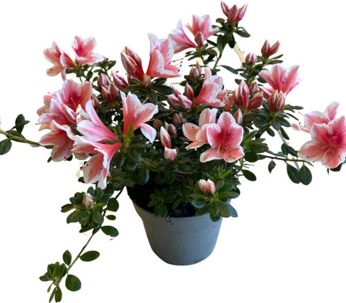 Rhododendron Indicum 'Pink White' (Açelya Çiçeği)