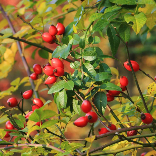 Kuşburnu Fidanı Rosa Canina