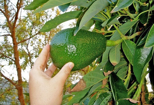 Bacon Avokado Fidanı