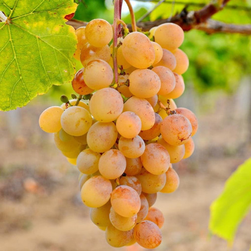Ata Sarısı Üzüm Fidanı 2 Yaş Tüplü 3 Adet