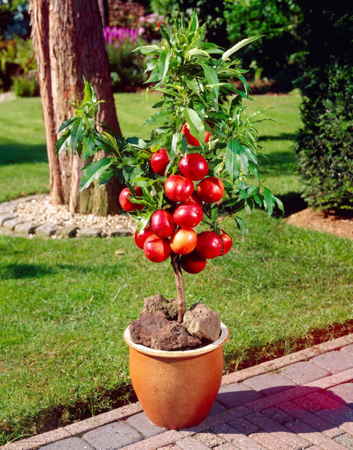 Venüs Nektarin Prunus Persica Nucipersica 10 Adet