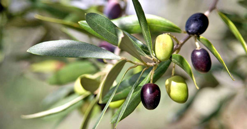 Gemlik - Trilye Zeytin Fidanı Tüplü ve Aşılı 3 Yaş 20 Adet