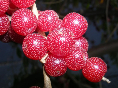 Japon İğdesi, Güz Zeytini veya Güz Yemişi (Elaeagnus Umbellata) 10 Adet