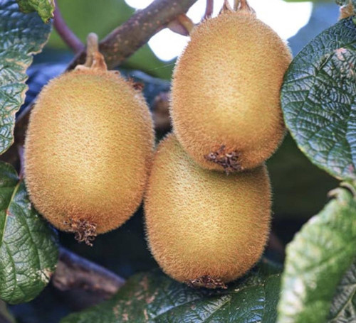 2'li Hayward Kivi Fidanı 1 Erkek + 1 Dişi