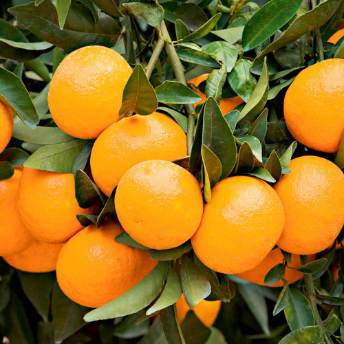 Satsuma Mandalina Fidanı 3 Adet 3 Yaş Tüplü ve Aşılı