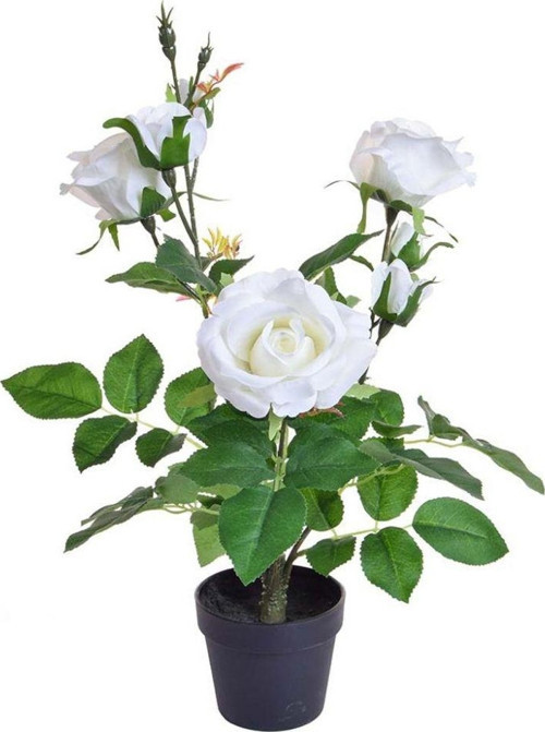 Yediveren Saksılı Beyaz Gül 20-30 cm 3 Adet