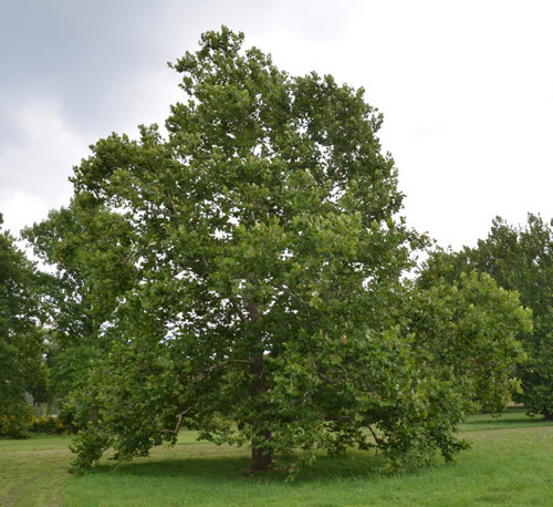 Batı Çınarı Fidanı Platanus Occidentalis 10 Adet