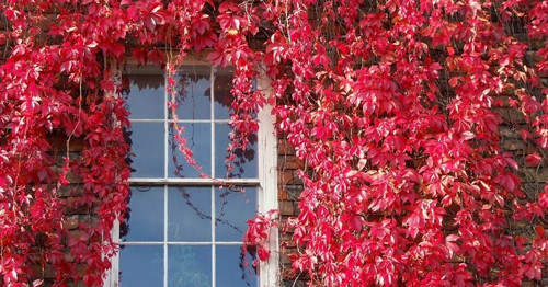 Amerikan Sarmaşığı (Parthenocissus Quinquefolia) 10 Adet