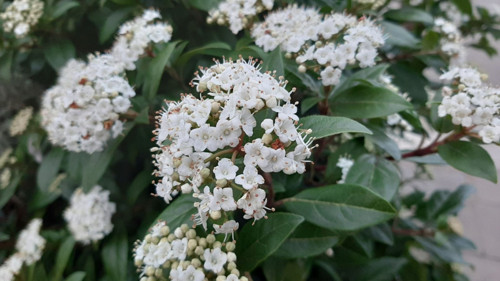 Viburnum Tinus - Yaprak Dökmeyen Kartopu 100 cm 10 Adet