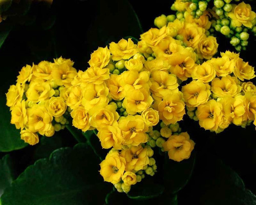 Kalanşo Çiçeği – Kalanchoe 5 Adet Sarı