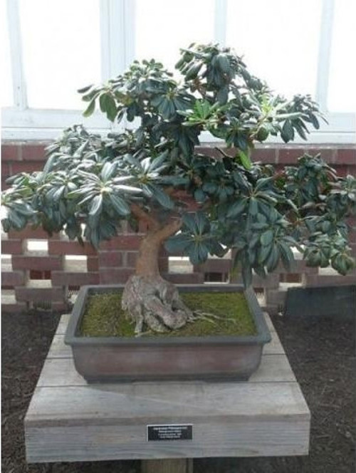 Bonsai Yıldız Çalısı Pitosporum 3 Adet