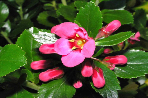 Eskolonya Pembe Çiçekli - Escallonia Cardinallis 5 Adet