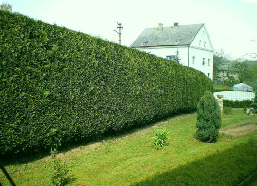Leylandi Fidesi 'Cupressocyparis Leylandii' Aşılı Çit Bitkisi 20'li Set