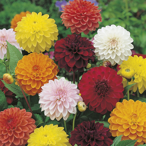 Yıldız Çiçeği – Dahlia 15 cm 5’li Karışık Renklerde