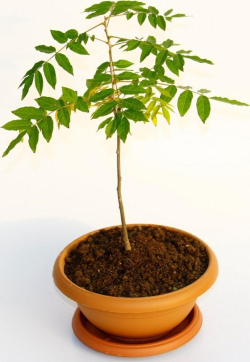 Bonsai Mor Salkım