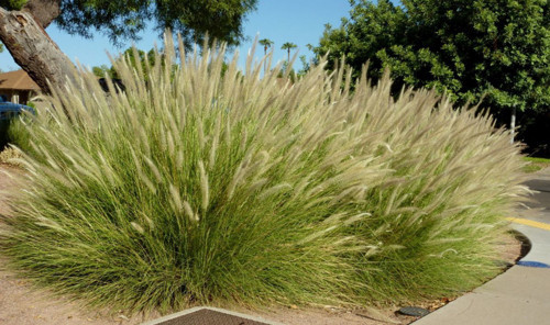 Pennisetum Çalısı 10'lu Set
