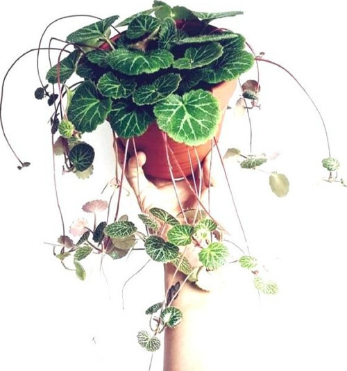 Gelin Teli Çiçeği – Begonia Saxifraga (Askılı Saksıda)