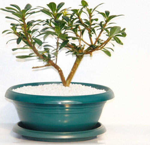 Bonsai Yıldız Çalısı Pitosporum Yeşil Saksıda